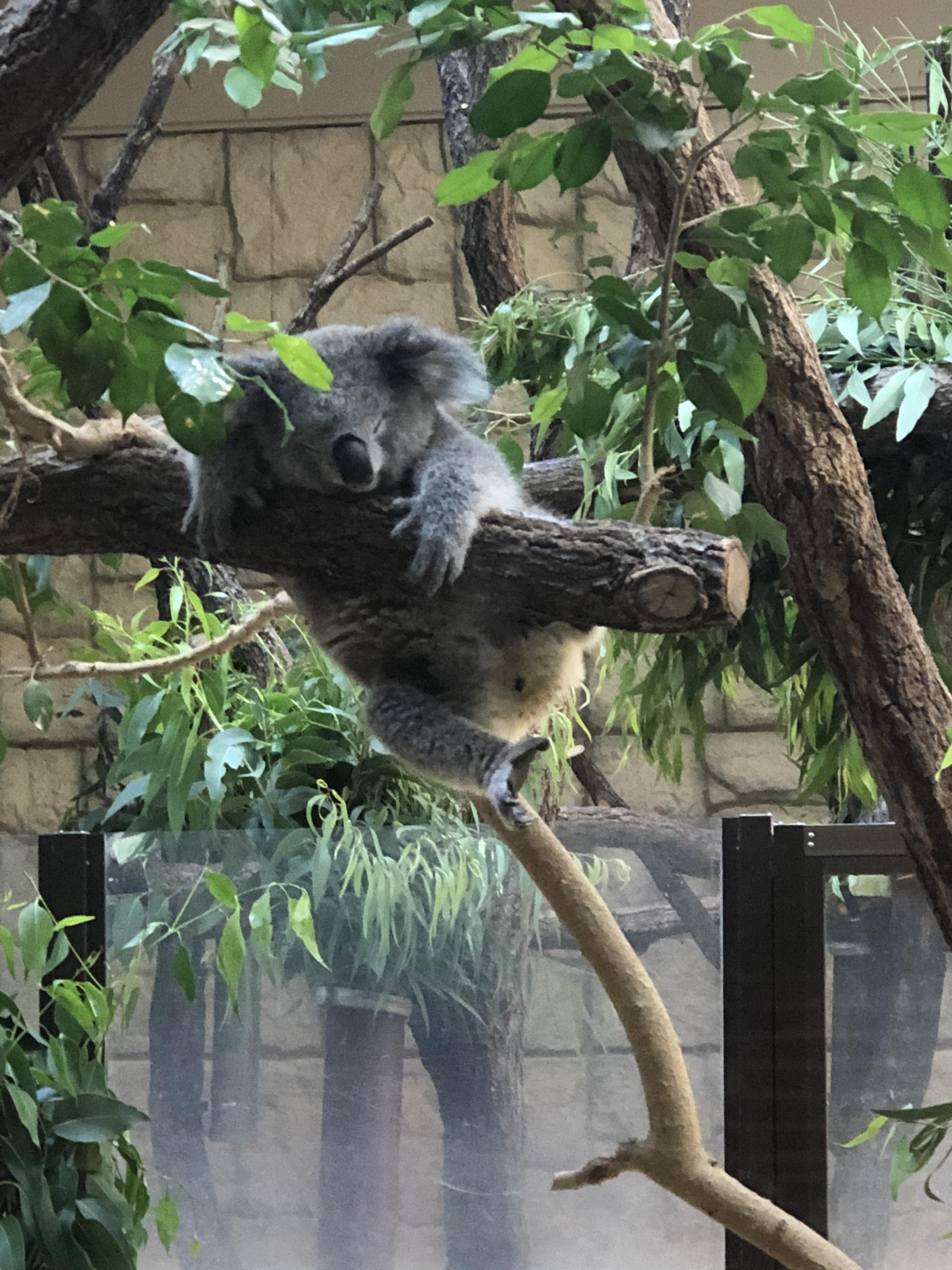 受験生の必需品！コアラのウンチペーパーしおり｜オフィシャルブログ